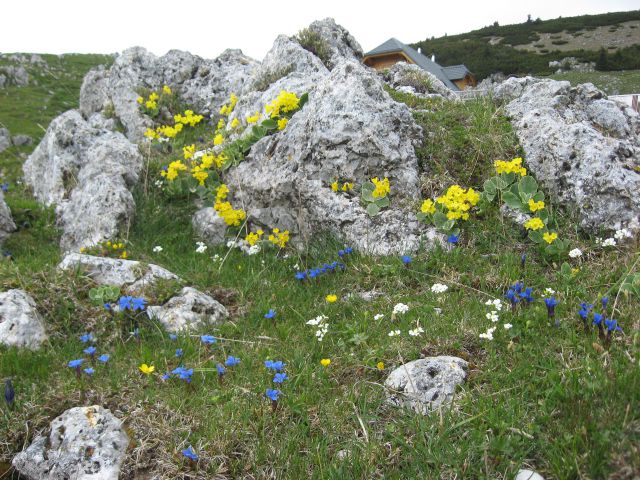 Planina pod Golico-Struška-29.5.2010 - foto