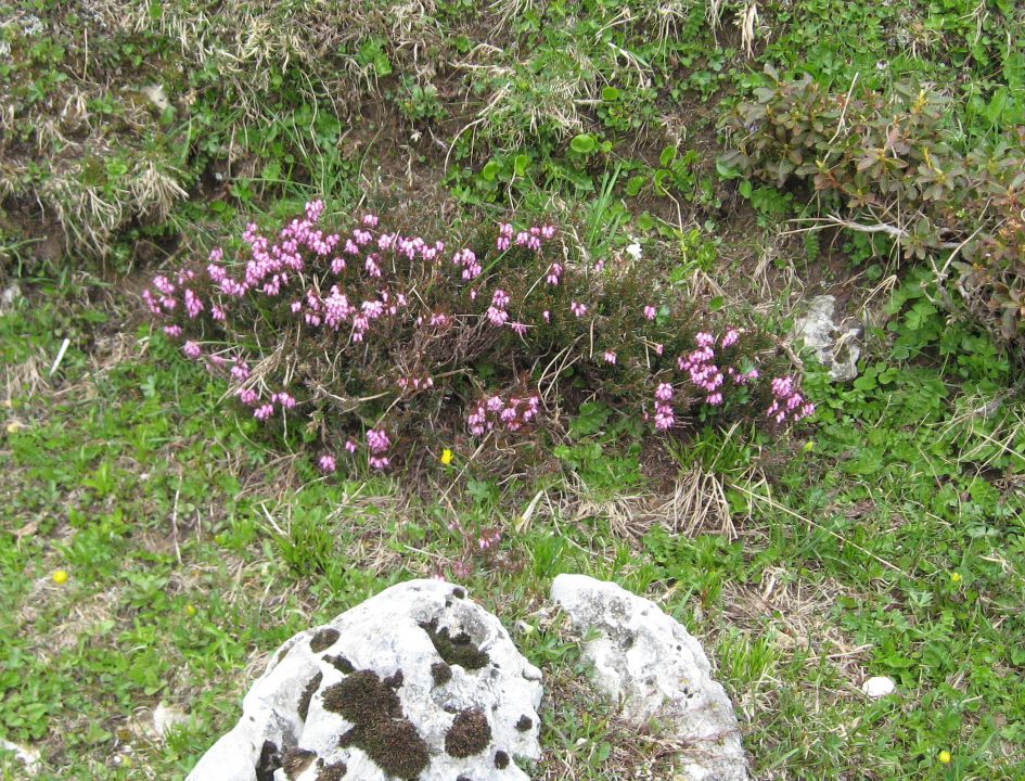 Planina pod Golico-Struška-29.5.2010 - foto povečava