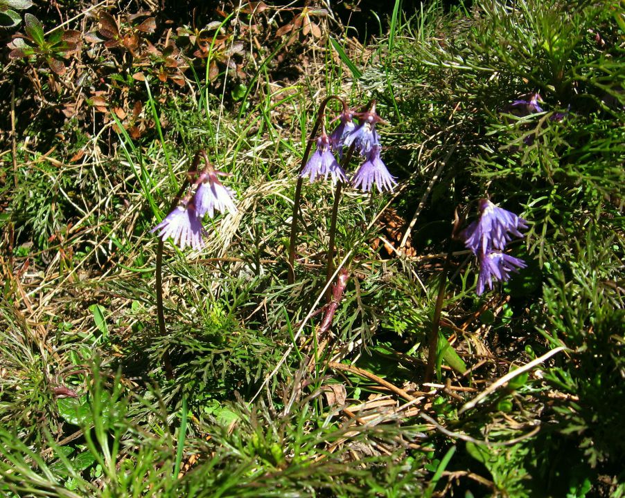 Planina Ravne-Ojstrica-Korošica-6.6.2010 - foto povečava