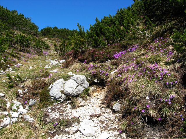 Planina Ravne-Ojstrica-Korošica-6.6.2010 - foto