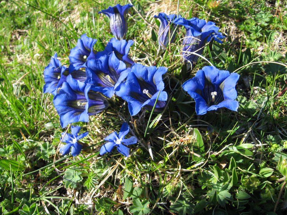 Planina Ravne-Ojstrica-Korošica-6.6.2010 - foto povečava