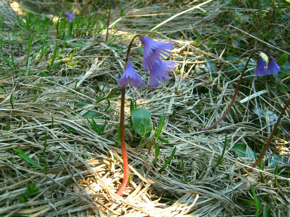 Planina Ravne-Ojstrica-Korošica-6.6.2010 - foto povečava