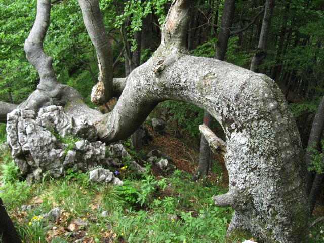 Dobrna-Klanc-Špik-Paški Kozjak-19.6.2010 - foto