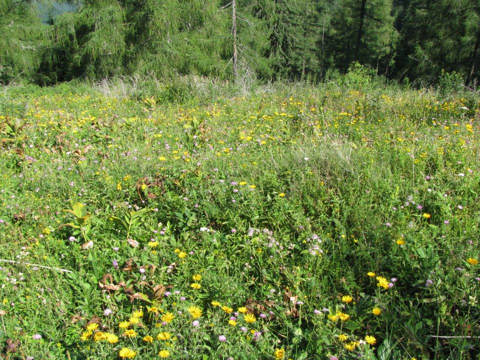 Štajerski rak-Lepenatka-Kašna pl.-11.7.2010 - foto povečava