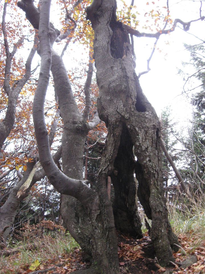 Šentgotard-Čemšeniška planina-Vrhe-16.10.2010 - foto povečava