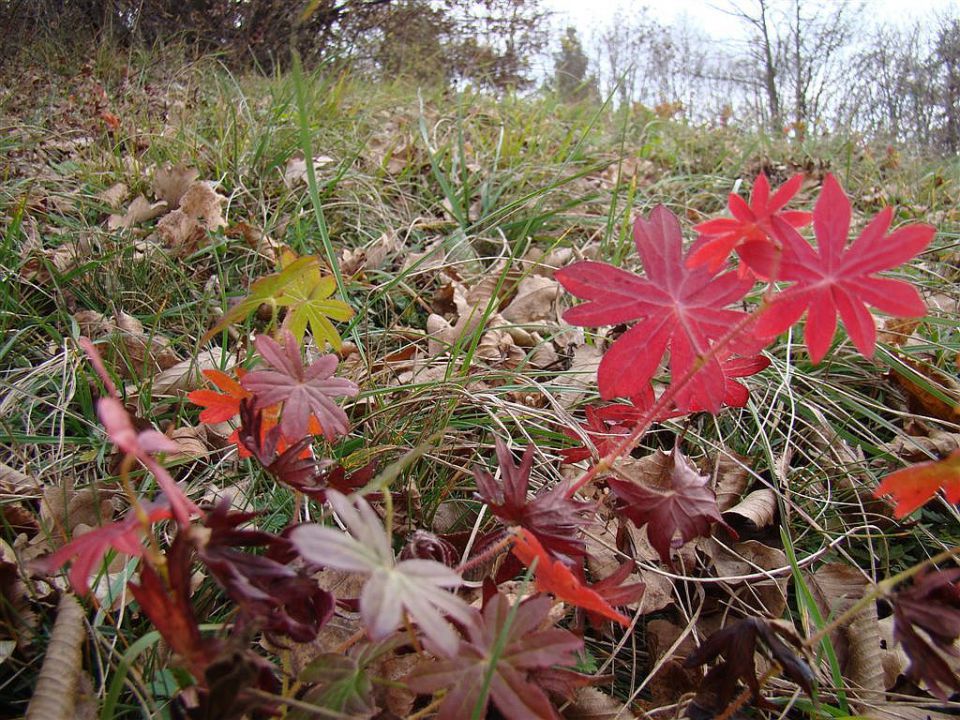 Hrastnik-Gore-Kopitnik-Rimske t.-7.11.2010 - foto povečava