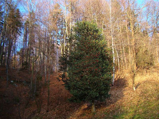 Polzela-Podvin-Gora Oljka-Vimperk-16.1.2011 - foto