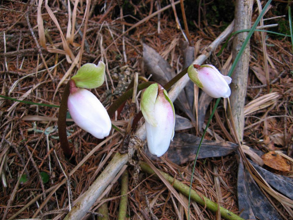 Žekovec-Mozirska koča-Medvednjak-13.2.2011 - foto povečava