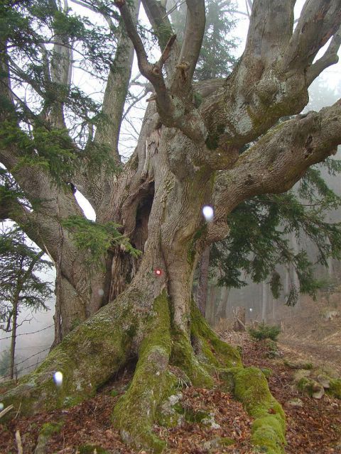 Žekovec-Mozirska koča-Medvednjak-13.2.2011 - foto