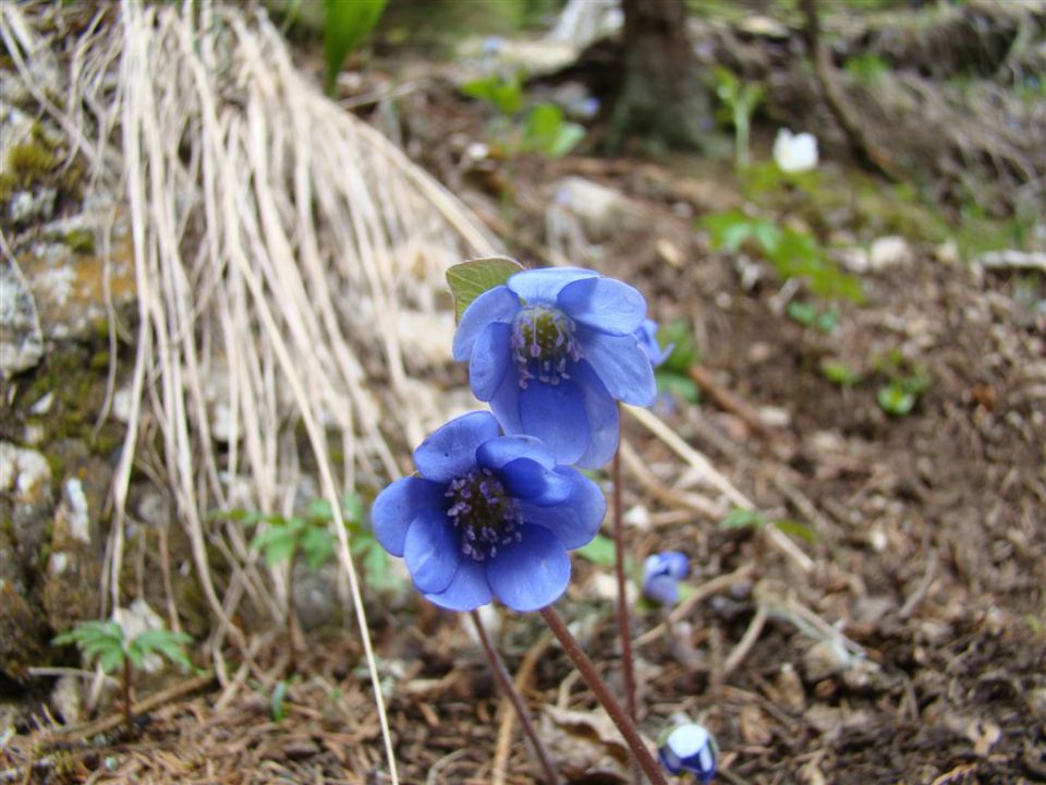 K. hrib-Dolski graben-Pl.Dol-Konj-25.4.2011 - foto povečava