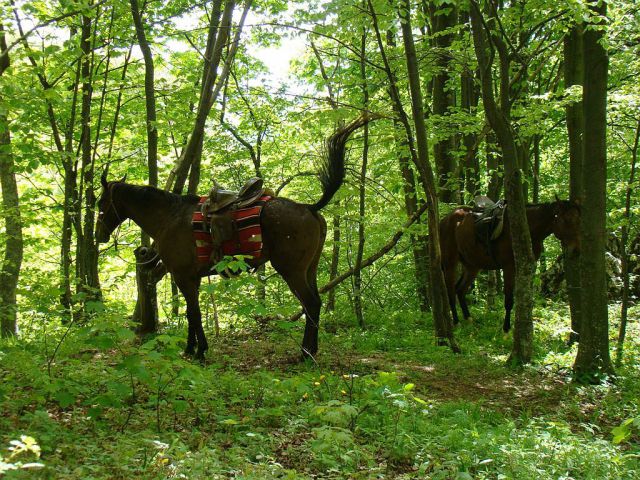 Gospodična-Trdinov vrh; Mirna g.-8.5.2011 - foto