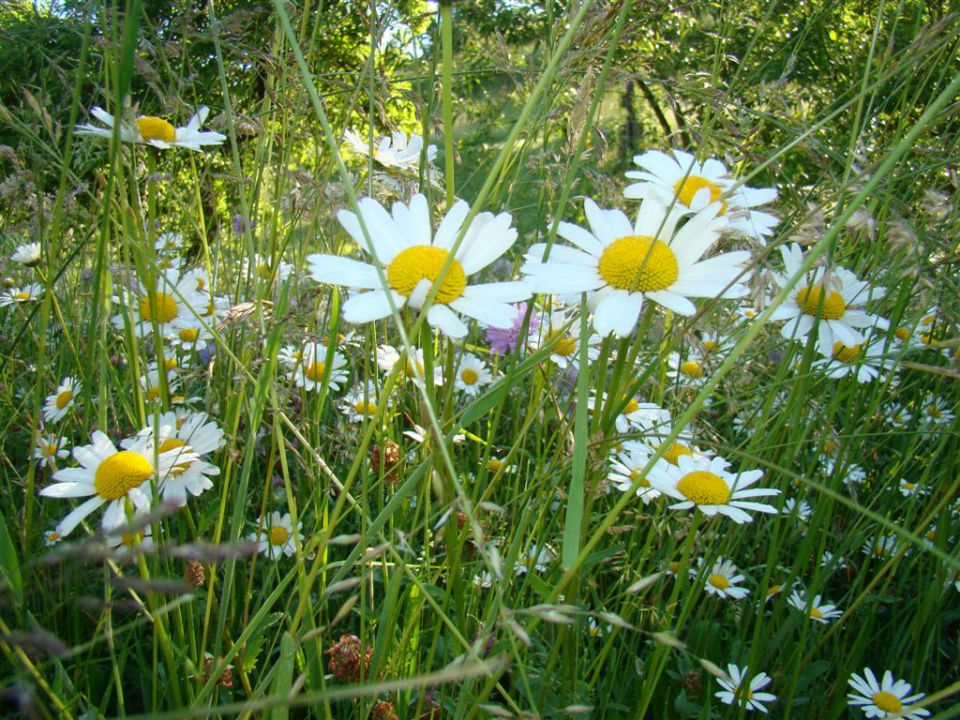 Dobrna-Špik-Paški Kozjak-29.5.2011 - foto povečava