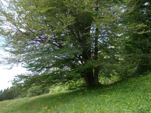 Dobrna-Špik-Paški Kozjak-29.5.2011 - foto