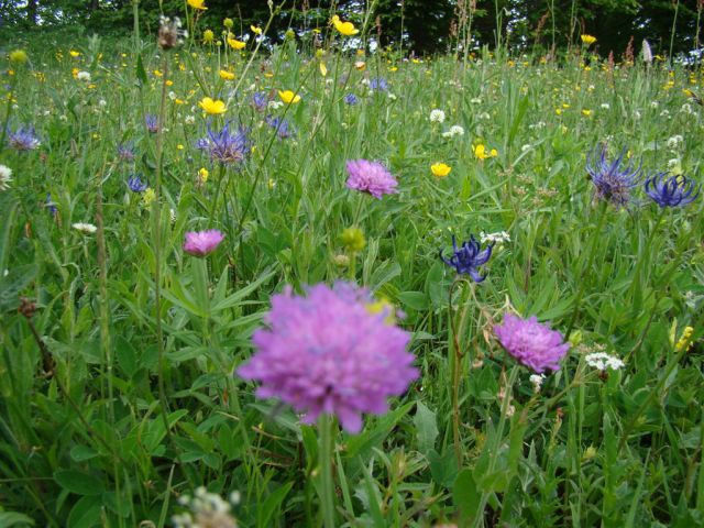 Dobrna-Špik-Paški Kozjak-29.5.2011 - foto