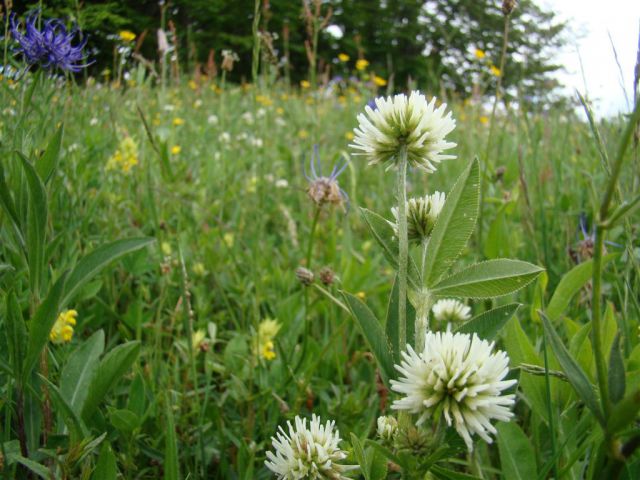 Dobrna-Špik-Paški Kozjak-29.5.2011 - foto