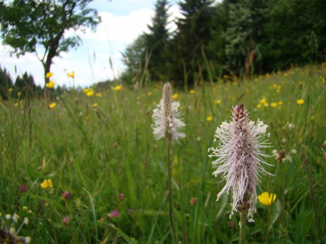 Dobrna-Špik-Paški Kozjak-29.5.2011 - foto