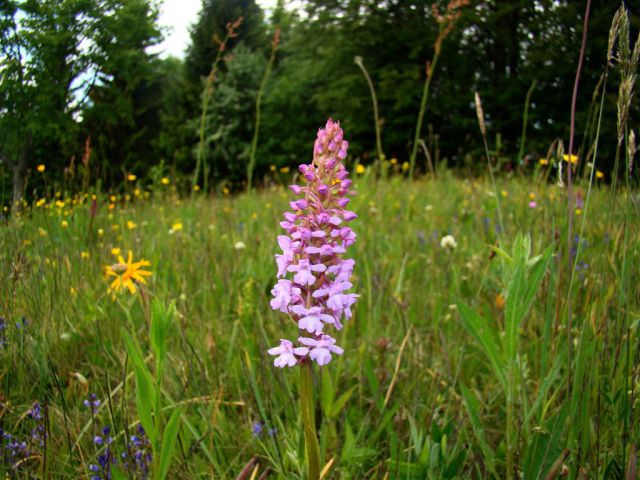 Dobrna-Špik-Paški Kozjak-29.5.2011 - foto