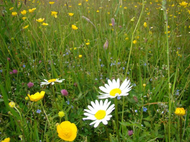 Dobrna-Špik-Paški Kozjak-29.5.2011 - foto