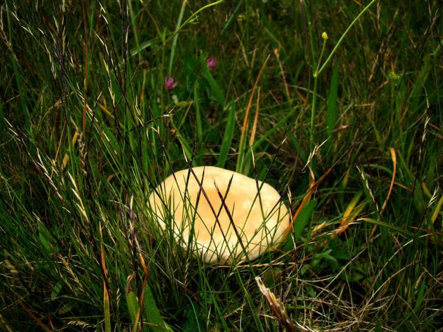 Dobrna-Špik-Paški Kozjak-29.5.2011 - foto