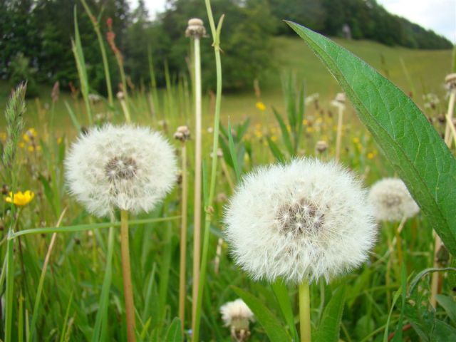 Dobrna-Špik-Paški Kozjak-29.5.2011 - foto