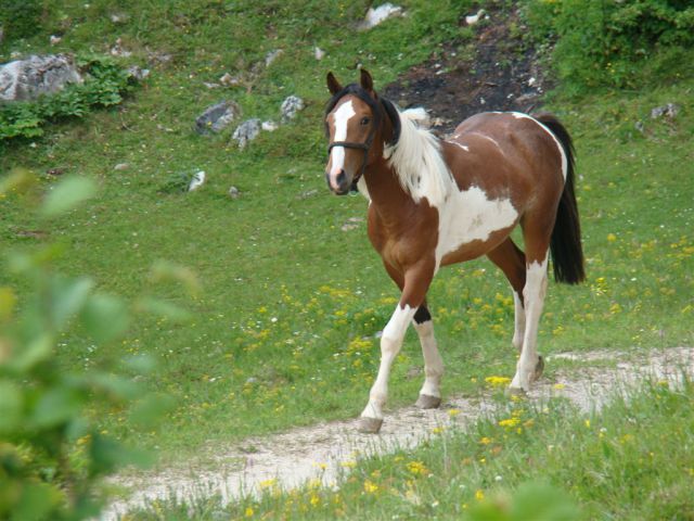 Dobrna-Špik-Paški Kozjak-29.5.2011 - foto