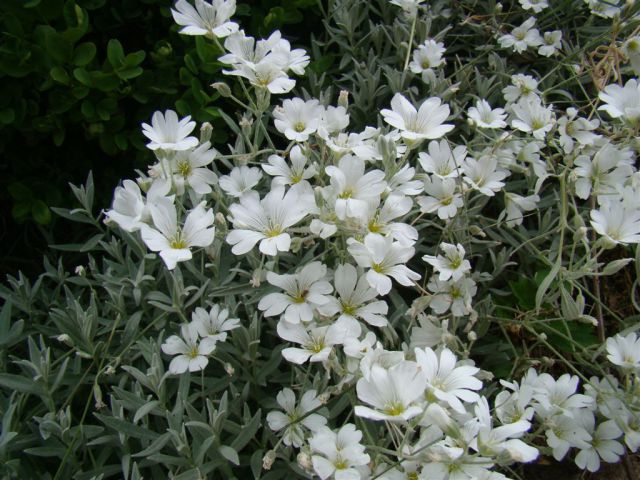 Dobrna-Špik-Paški Kozjak-29.5.2011 - foto