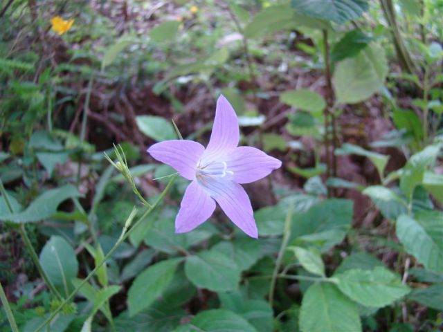 Dobrna-Špik-Paški Kozjak-29.5.2011 - foto