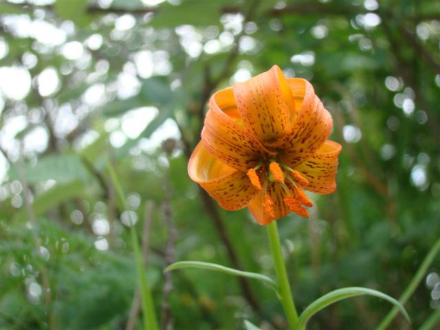 Dobrna-Špik-Paški Kozjak-29.5.2011 - foto