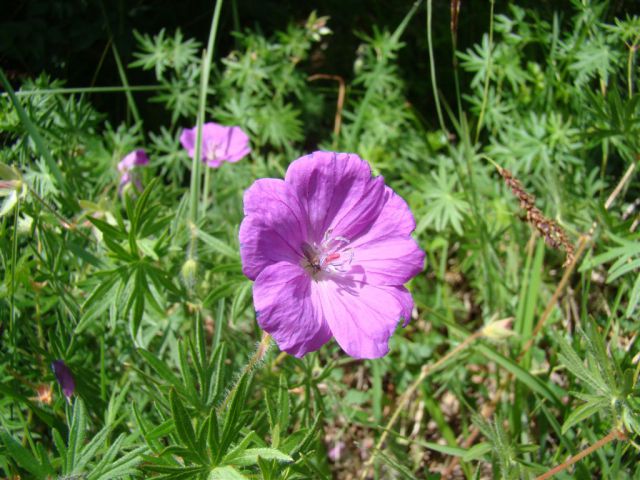 Dobrna-Špik-Paški Kozjak-29.5.2011 - foto