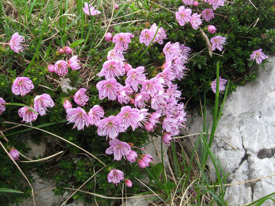 Stržišče-Črna prst-Rodica-12.6.2011 - foto povečava