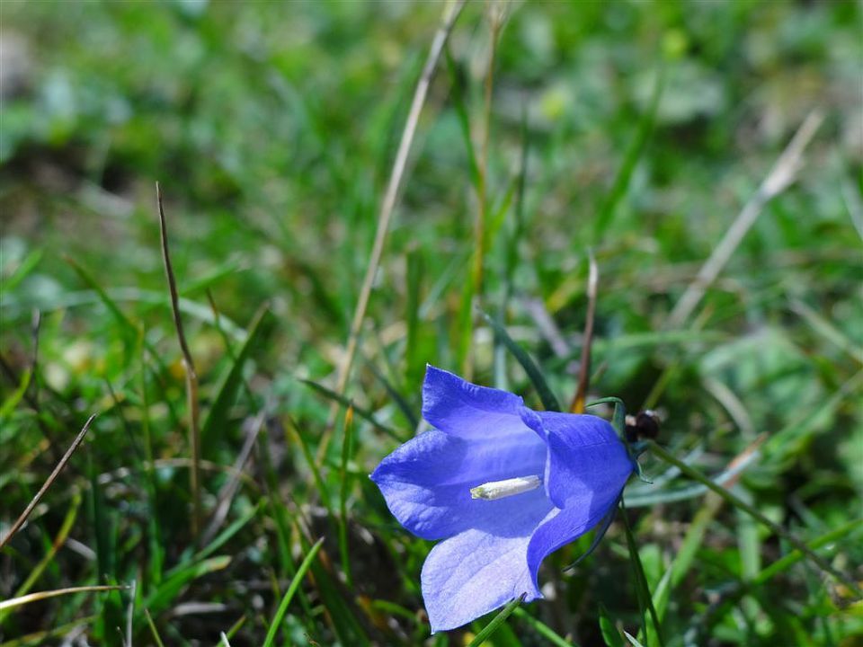 Pl.Kisovec-Velika pl.-Zeleni rob-25.9.2011 - foto povečava