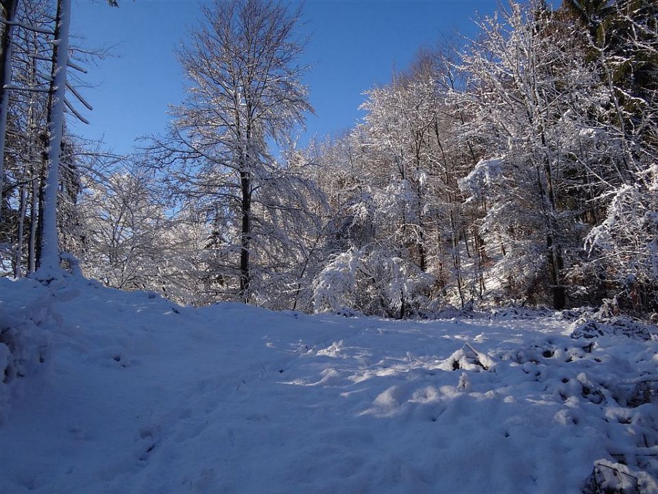 Zaključni pohod društva Resevna-18.12.11 - foto povečava