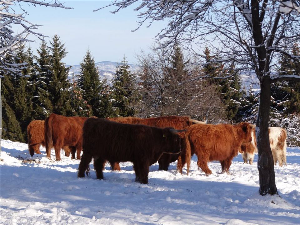 Zaključni pohod društva Resevna-18.12.11 - foto povečava