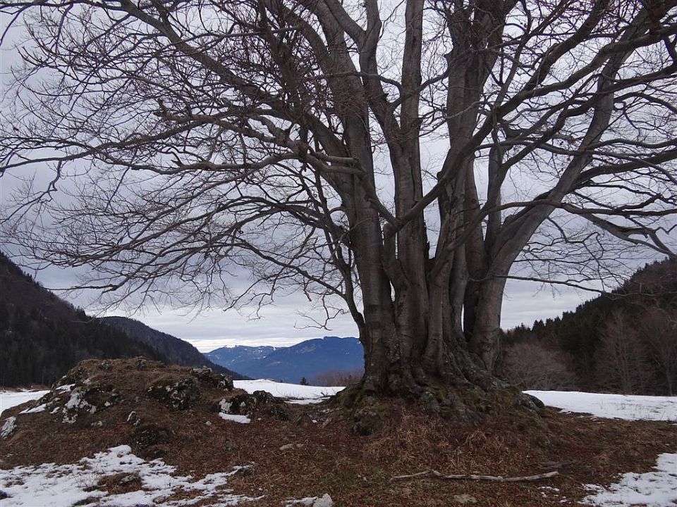 Slopi-Planina Biba-Dom na Menini-26.12.2011 - foto povečava