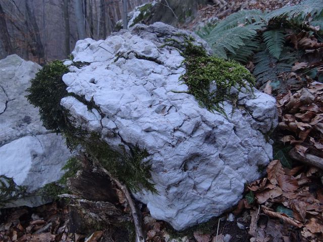 Loke-Krvavica-Čemšeniška plan.-15.1.2012 - foto