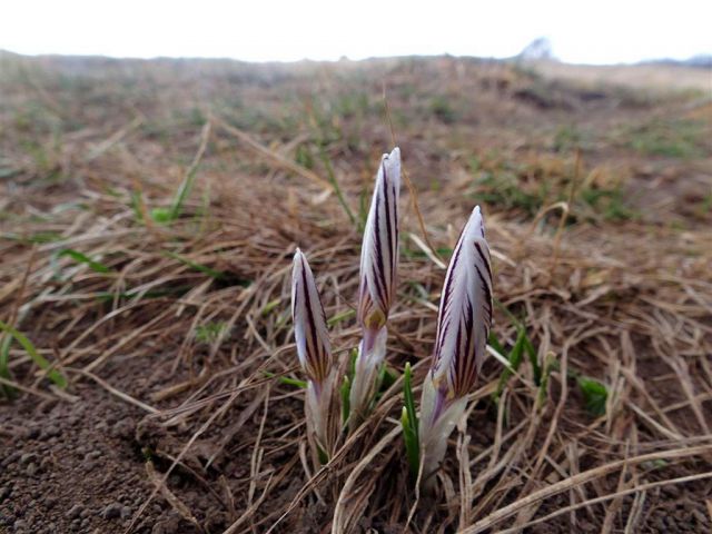 Podgorje-Slavnik in Vremščica-18.3.2012 - foto