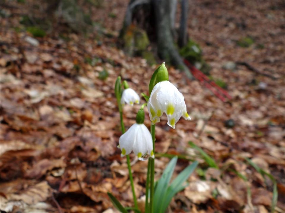 Košenjak in Ivarčko j.-Uršla gora-25.3.2012 - foto povečava