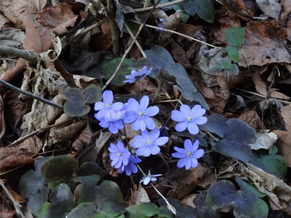 Košenjak in Ivarčko j.-Uršla gora-25.3.2012 - foto povečava