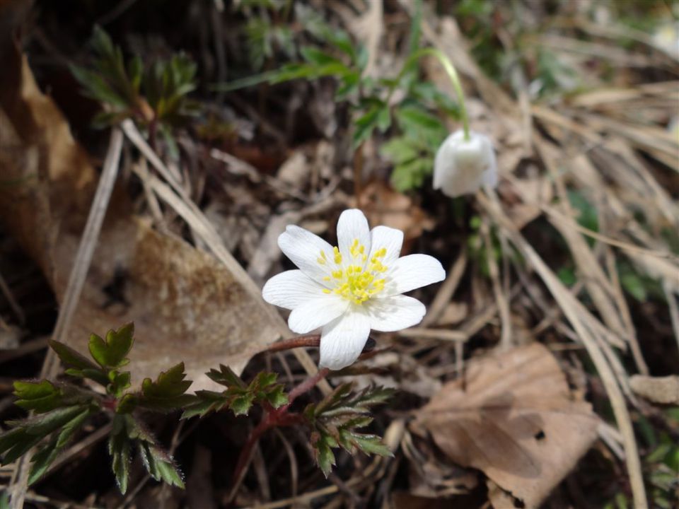 JAGNJENICA-SVIBNO-JATNA-KLADJE-1.4.2012 - foto povečava