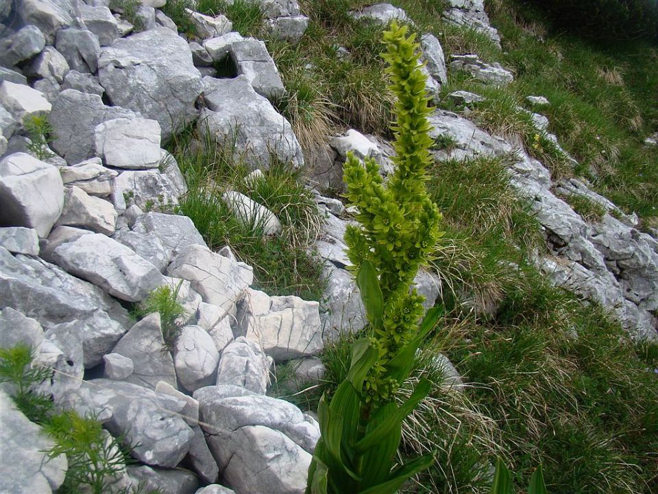 Pl.Blato-M.Tičarica-Trigl.jezera-25.6.2012 - foto povečava