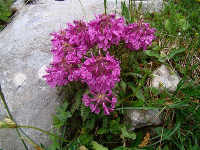 Pl.Blato-M.Tičarica-Trigl.jezera-25.6.2012 - foto