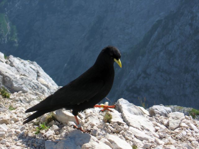 Okrešelj-Turski žleb-Turska gora-14.7.2012 - foto