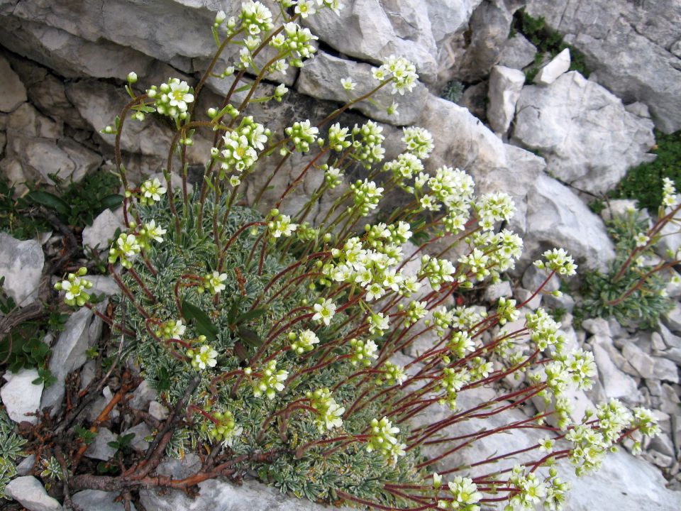 Okrešelj-Turski žleb-Turska gora-14.7.2012 - foto povečava