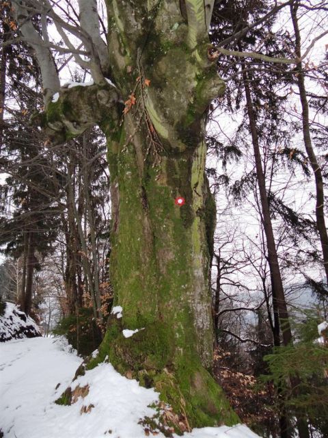 Blagovica-Špilk-Trojane-17.2.2013 - foto