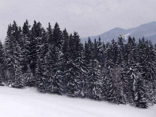 Blagovica-Špilk-Trojane-17.2.2013 - foto