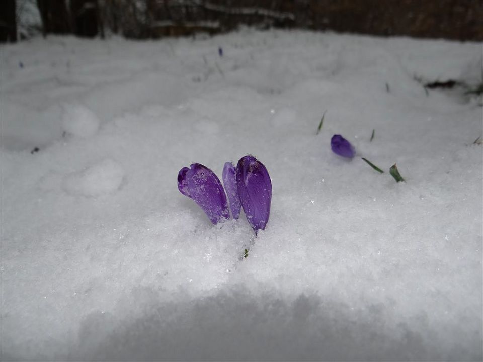 Jevnica-Sv.Miklavž-Geoss-Kresnice-(24.3.2013) - foto povečava