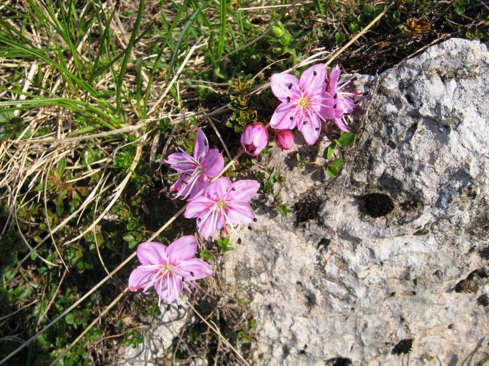 Urbas-Vajnež-Stol-Valvasor-9.6.2013 - foto povečava