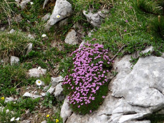 Robanov kot-Ojstrica-Korošica-21.7.13 - foto