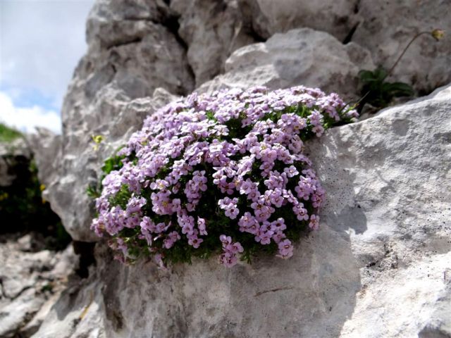 Robanov kot-Ojstrica-Korošica-21.7.13 - foto