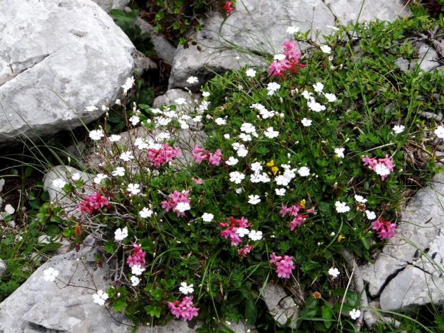 Robanov kot-Ojstrica-Korošica-21.7.13 - foto